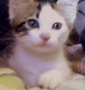 Gato raça não sei idade 2 a 6 meses nome não tem