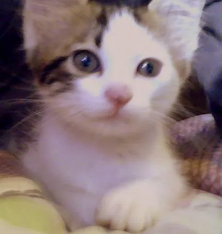 Gato ra a não sei idade 2 a 6 meses nome não tem