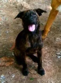 Cachorro ra a SRD idade 2 a 6 meses nome Teka