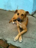 Scooby
