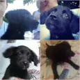 Pretinha