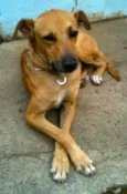 Scooby