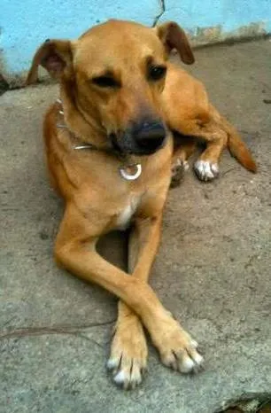 Cachorro ra a SRD idade 7 a 11 meses nome Scooby