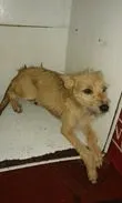 Cachorro ra a vira lata  idade 2 a 6 meses nome fred