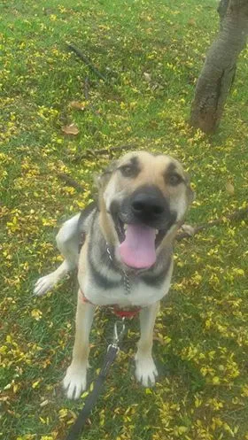 Cachorro ra a SRD idade 2 anos nome Nina