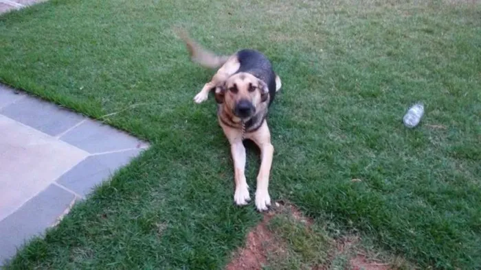 Cachorro ra a SRD idade 2 anos nome Nina