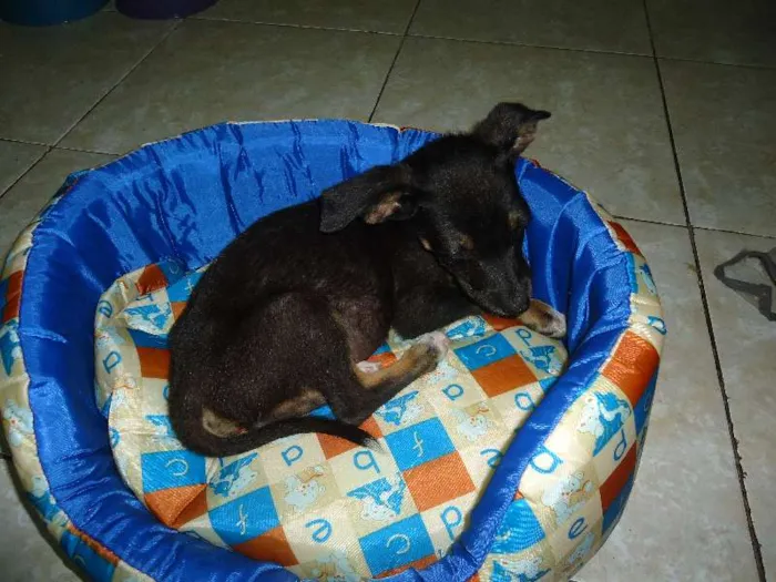 Cachorro raça Vira-lata  idade Abaixo de 2 meses nome Luma