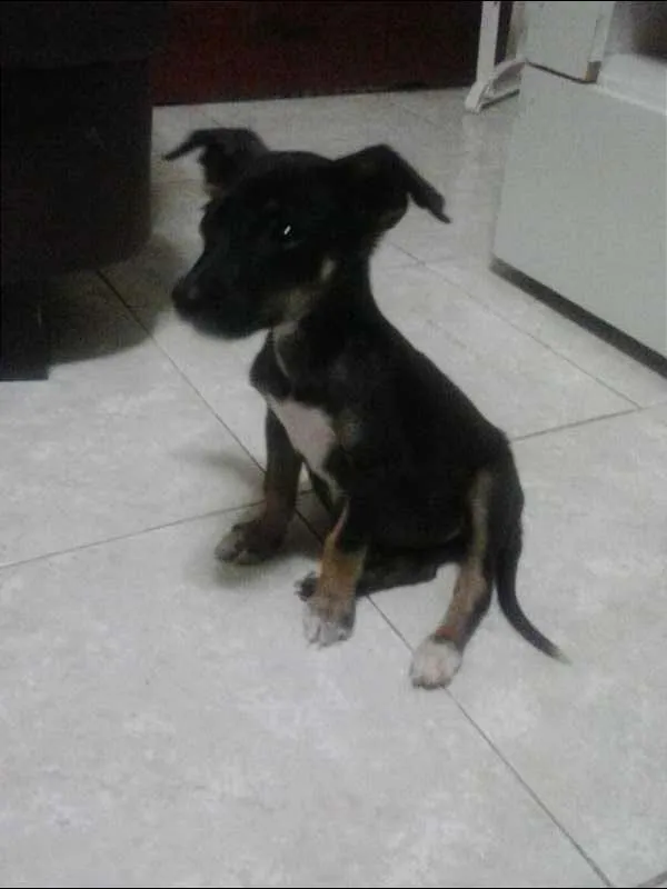 Cachorro raça Vira-lata  idade Abaixo de 2 meses nome Luma