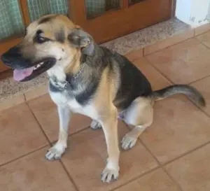 Cachorro raça SRD idade 2 anos nome Nina