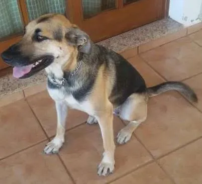 Cachorro ra a SRD idade 2 anos nome Nina