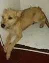 Cachorro raça vira lata  idade 2 a 6 meses nome fred