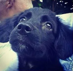 Cachorro raça Não Definida idade 2 a 6 meses nome Pretinha