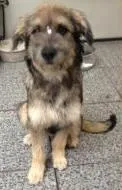 Cachorro ra a SRD idade 1 ano nome Lana