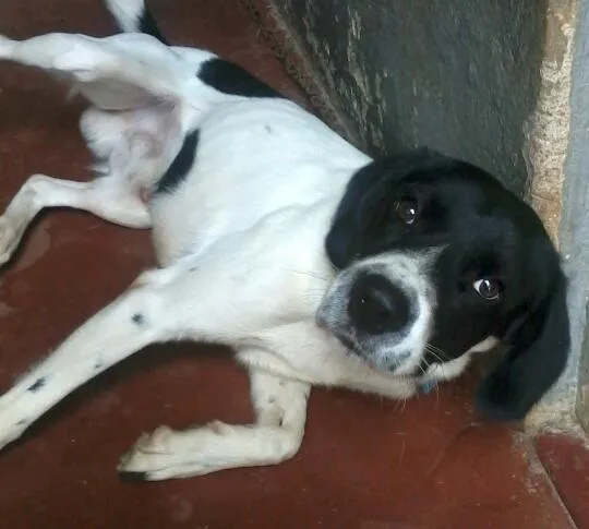 Cachorro ra a indefinido  idade 1 ano nome Billy 