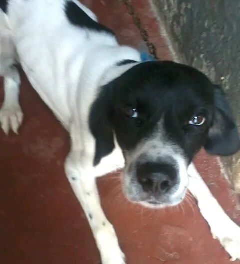 Cachorro ra a indefinido  idade 1 ano nome Billy 