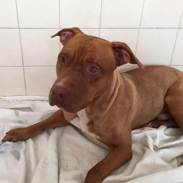 Cachorro ra a Pit-Bull idade 3 anos nome Hulk