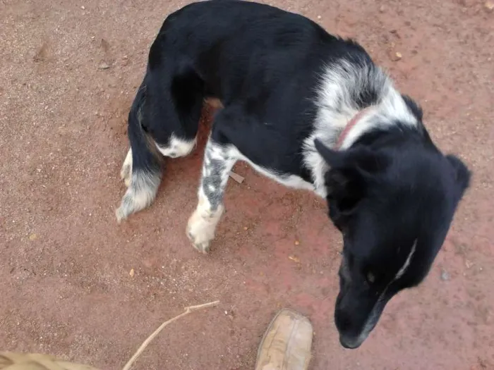 Cachorro ra a Border Collie idade 2 anos nome Duff