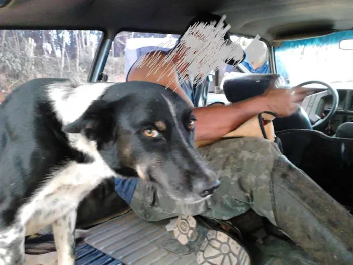 Cachorro ra a Border Collie idade 2 anos nome Duff