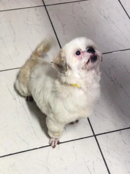 Cachorro ra a shitzu idade 6 ou mais anos nome vic