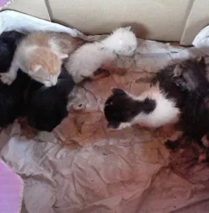 Gato raça  idade  nome indefinidos ainda
