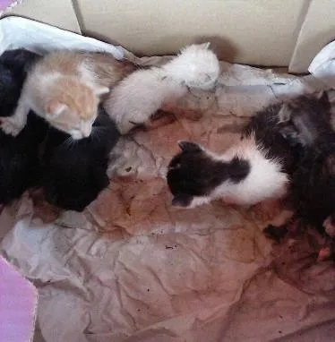 Gato ra a  idade  nome indefinidos ainda