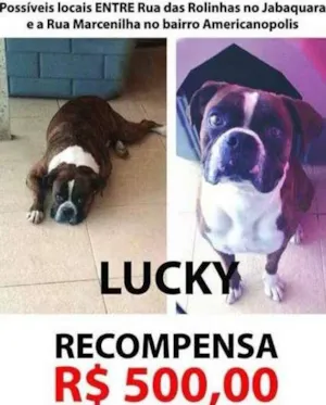 Cachorro raça boxer  idade 4 anos nome Lucky 
