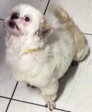 Cachorro raça shitzu idade 6 ou mais anos nome vic