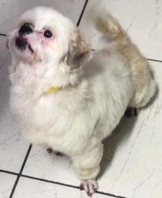 Cachorro ra a shitzu idade 6 ou mais anos nome vic