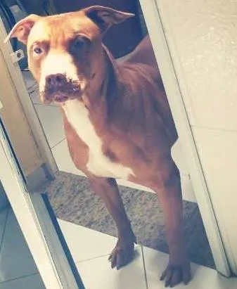 Cachorro ra a Pit-Bull idade 3 anos nome Hulk
