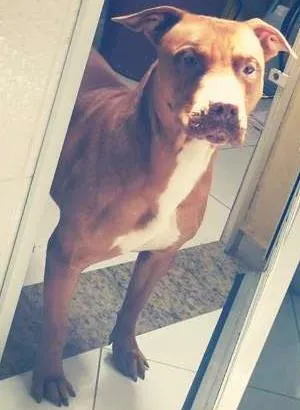 Cachorro ra a Pit-Bull idade 3 anos nome Hulk