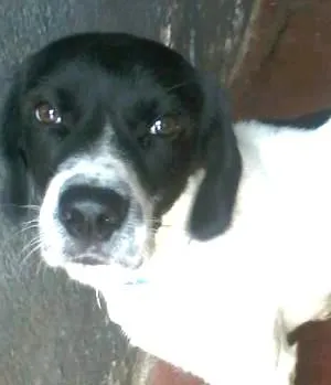 Cachorro raça indefinido  idade 1 ano nome Billy 