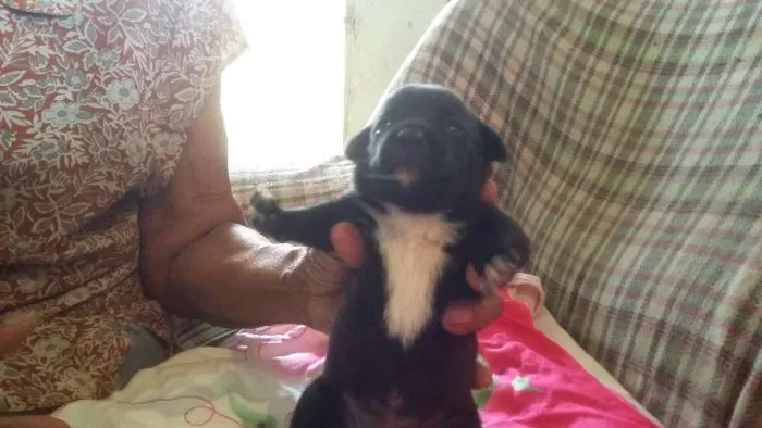 Cachorro ra a SRD idade Abaixo de 2 meses nome Neguinha