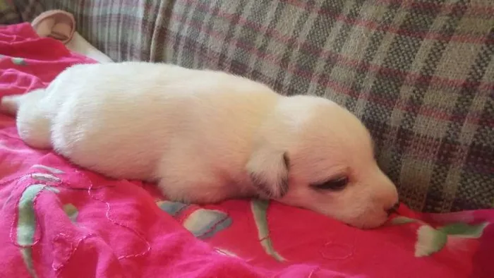 Cachorro ra a SRD idade Abaixo de 2 meses nome PIRATINHA