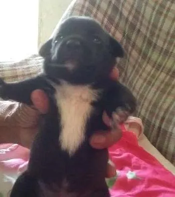 Cachorro ra a SRD idade Abaixo de 2 meses nome Neguinha