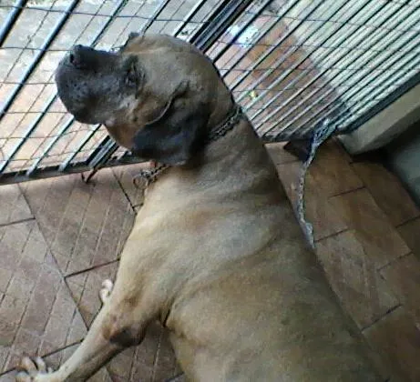 Cachorro ra a Indefinida idade 6 ou mais anos nome Apelido TARZAN