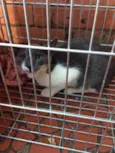 Gatinho