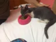 Gatinho