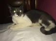 Gatinho