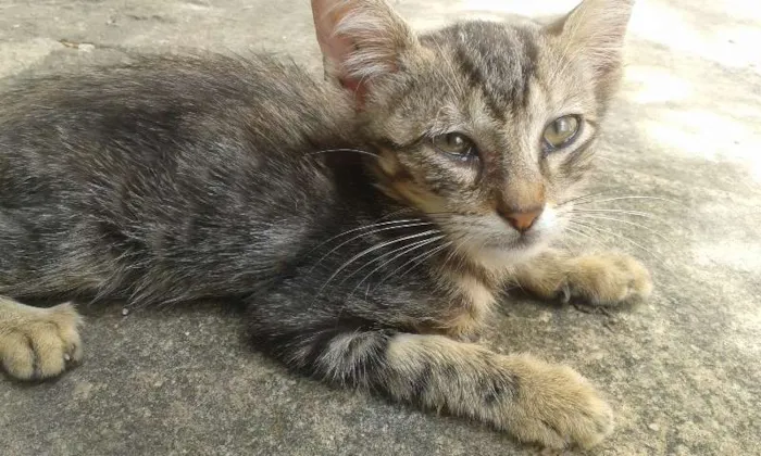 Gato raça vira-lata idade Abaixo de 2 meses nome sem nome 