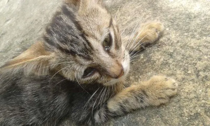 Gato raça vira-lata idade Abaixo de 2 meses nome sem nome 
