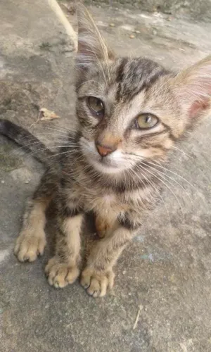 Gato raça vira-lata idade Abaixo de 2 meses nome sem nome 
