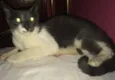 Gatinho