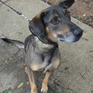 Cachorro raça SRD idade 6 ou mais anos nome Pedro Henrique