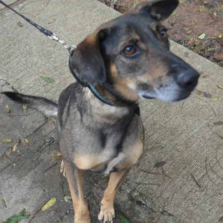 Cachorro ra a SRD idade 6 ou mais anos nome Pedro Henrique
