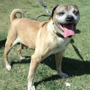 Cachorro raça SRD  idade 6 ou mais anos nome Pugão