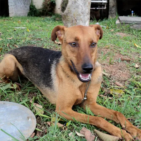 Cachorro ra a SRD idade 5 anos nome Samantha