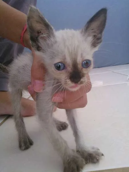 Gato ra a não tem idade Abaixo de 2 meses nome berdinazzi mezenga