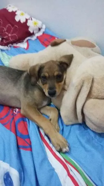 Cachorro ra a Vira-lata idade 2 a 6 meses nome Pingo