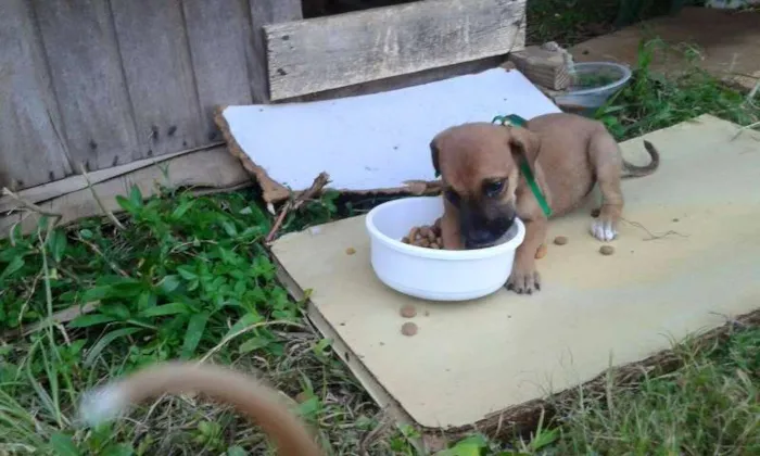 Cachorro ra a Vira Lata idade Abaixo de 2 meses nome RUEIRO 2
