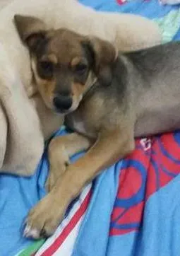 Cachorro ra a Vira-lata idade 2 a 6 meses nome Pingo